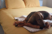 Interior shot of dog lying on an Aburd Settle Mat placed on a bed