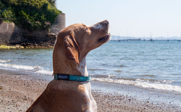 dog on beach wearing Shark Bait Blue neoprene collar