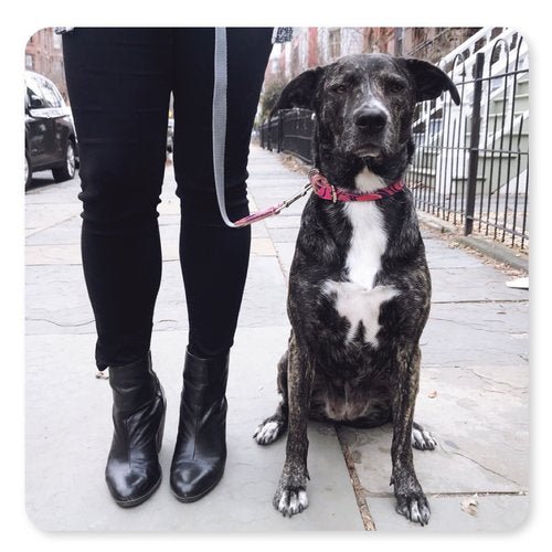 Featured in Gals Best Friend Blog NYC!!