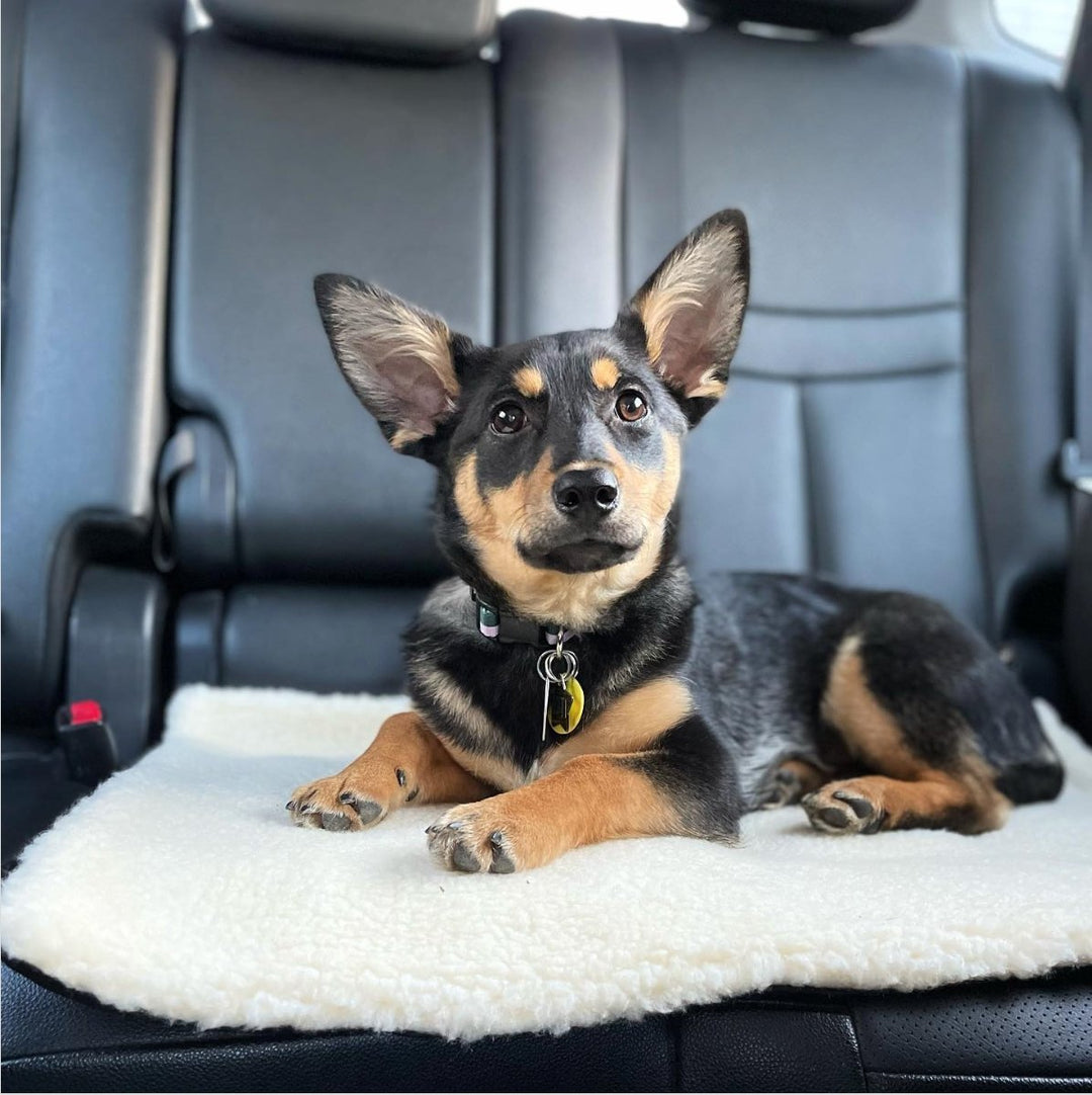 How to train a dog to settle with an Absurd Settle Mat