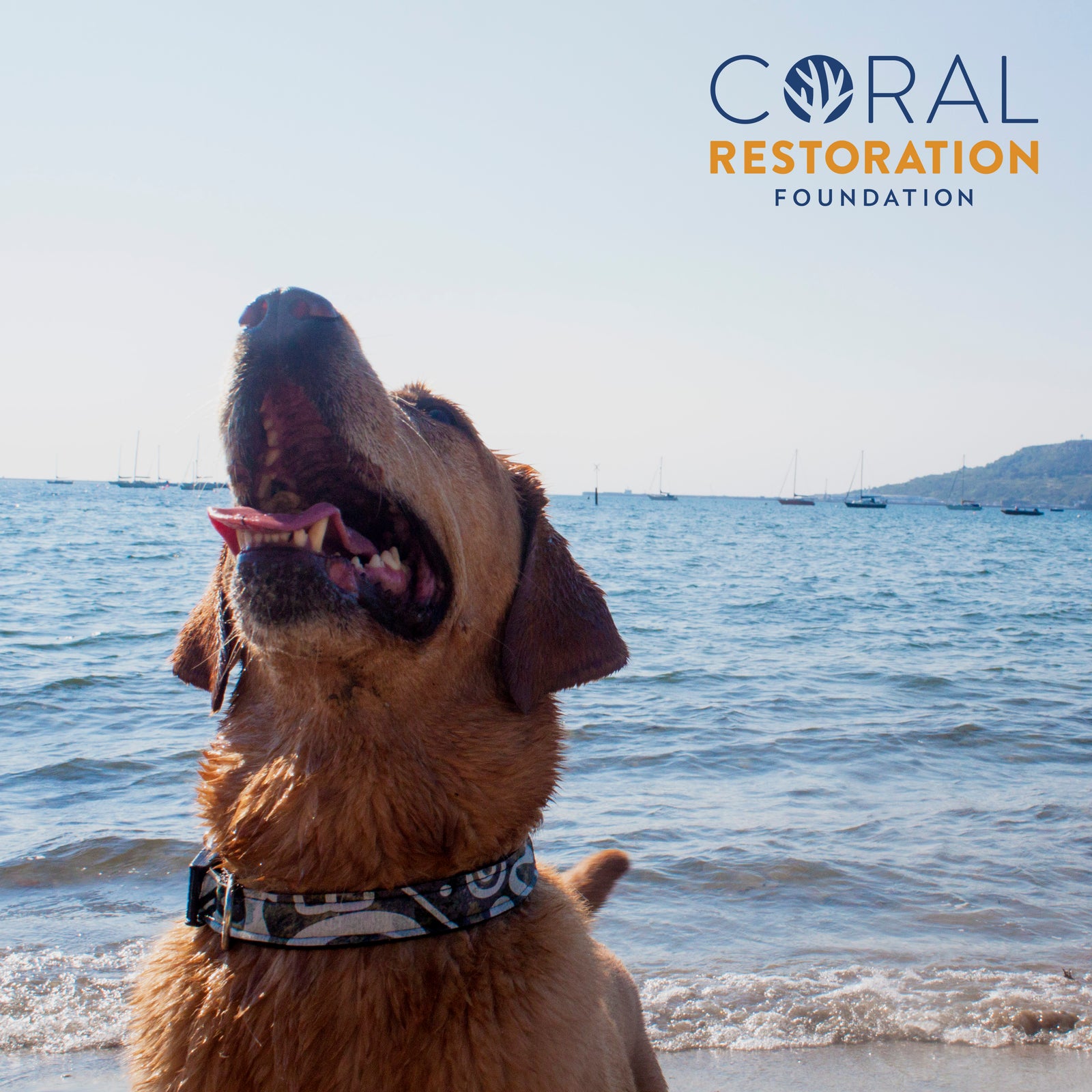 How your Neoprene Dog Collar is making a difference - Absurd Design