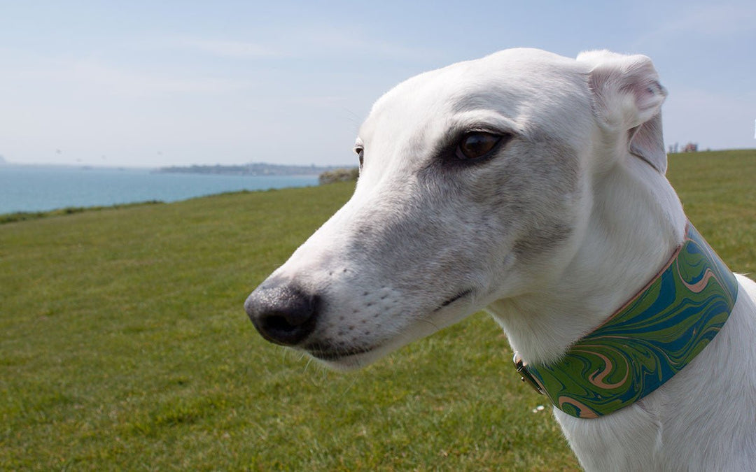 Introducing.... Absurd Design Sighthound Collars!