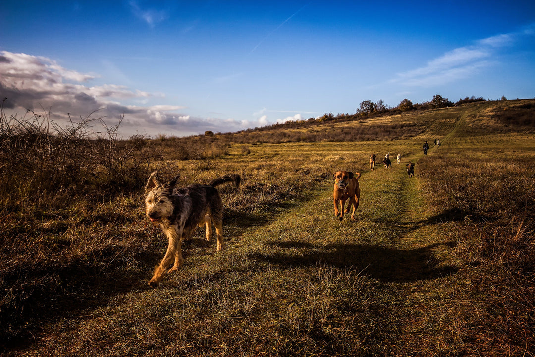 Feeling Lazy?  Did you know you can walk your dog inside!