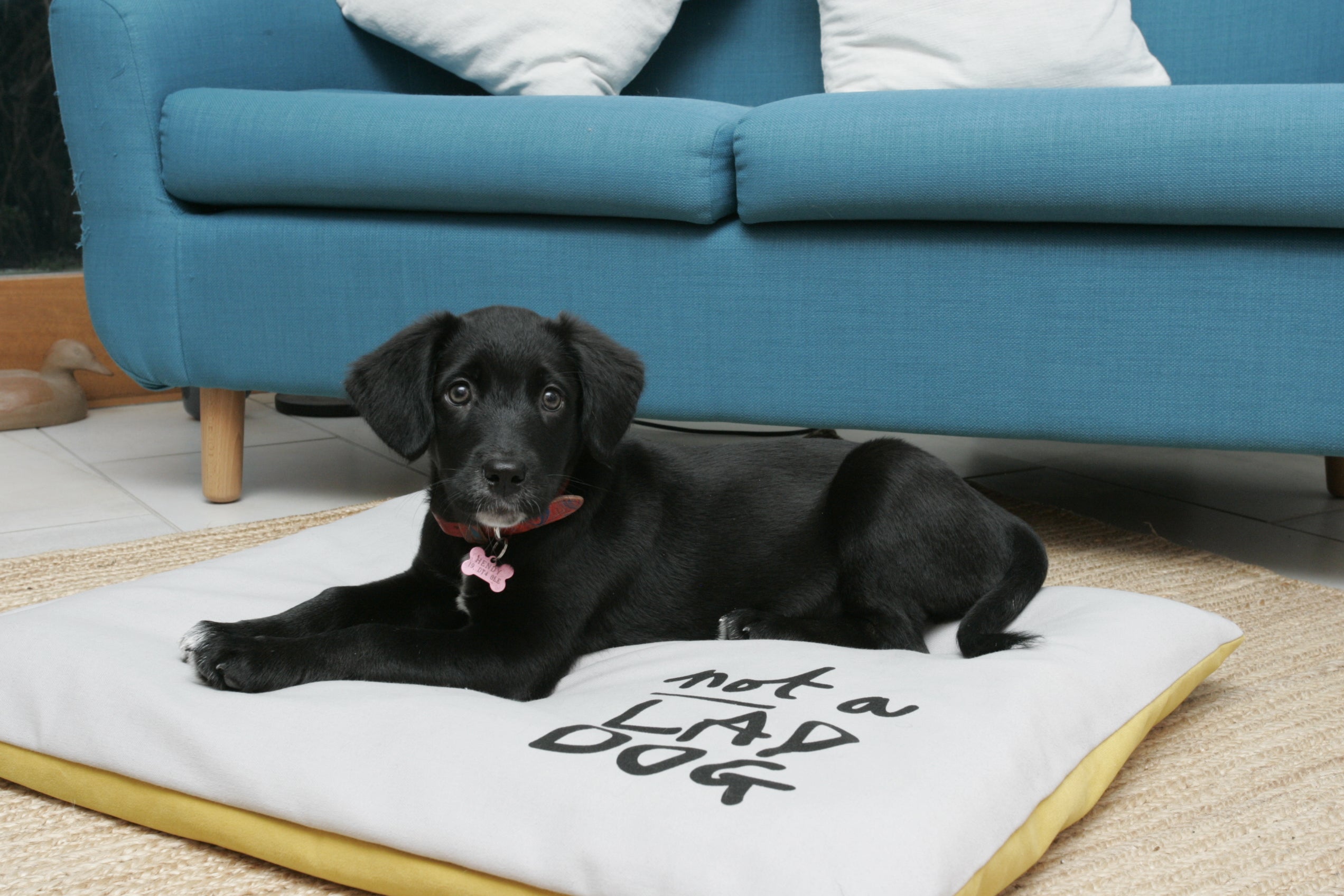 Dog Beds and Liners - Absurd Design