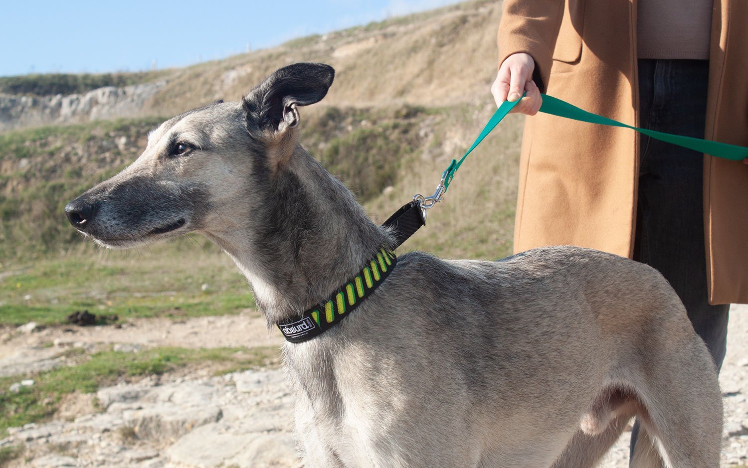 Screen Printed Martingale Dog Collars - Absurd Design
