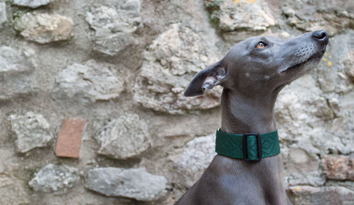 Martingale Dog Collars - Absurd Design