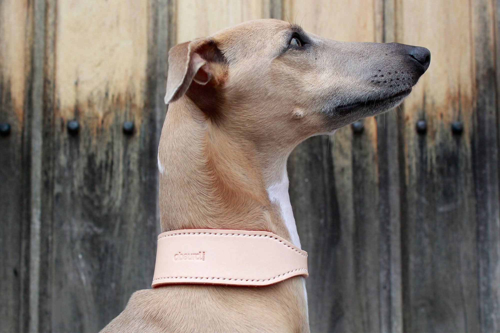 Sighthound Leather Dog Collars - Absurd Design