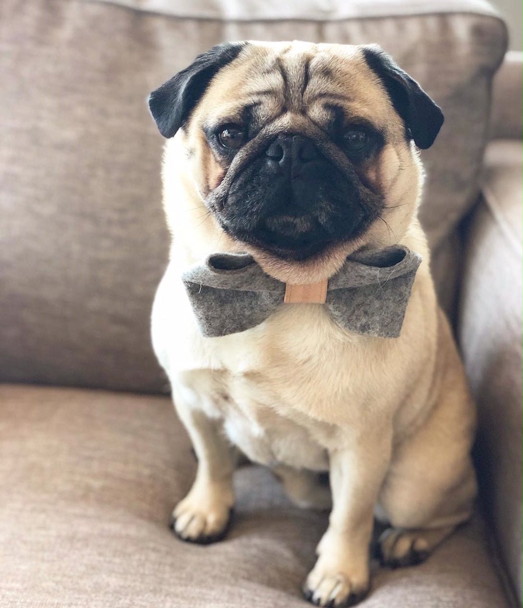 Dog Bow Ties - Absurd Design