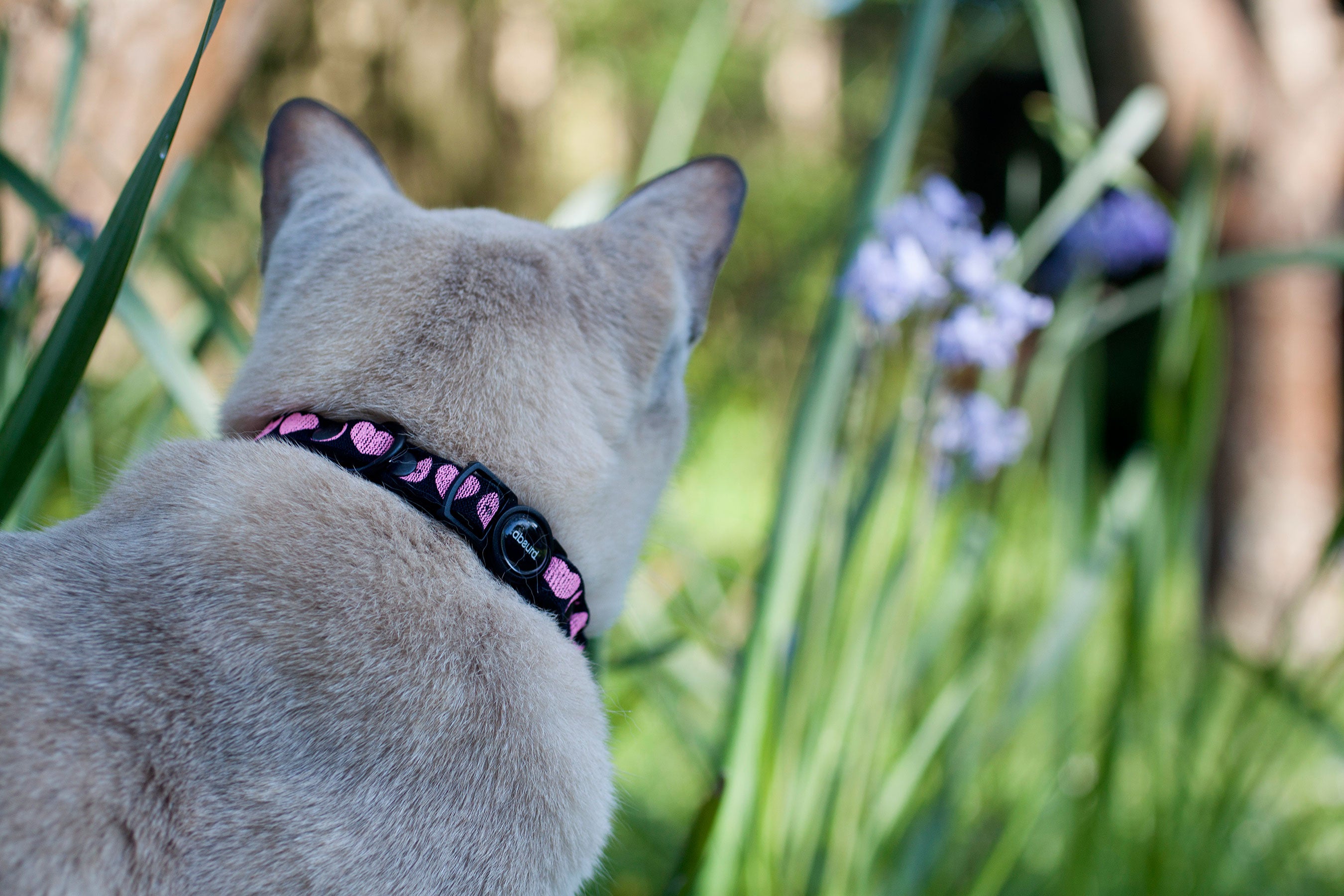 Upcycled Neoprene Cat Collars