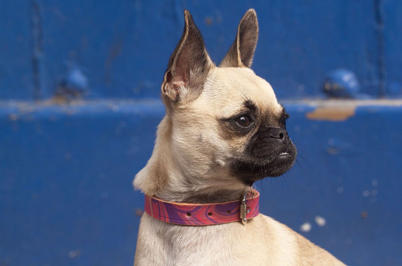 Dog Collars - Absurd Design