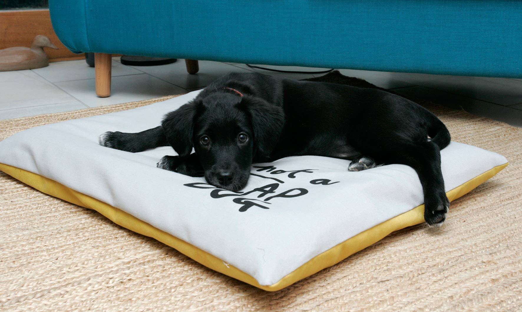 Modern Reversible Dog Cushion Beds - Absurd Design