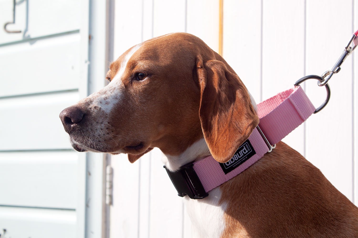 Buckle Martingale Dog Collars - Absurd Design