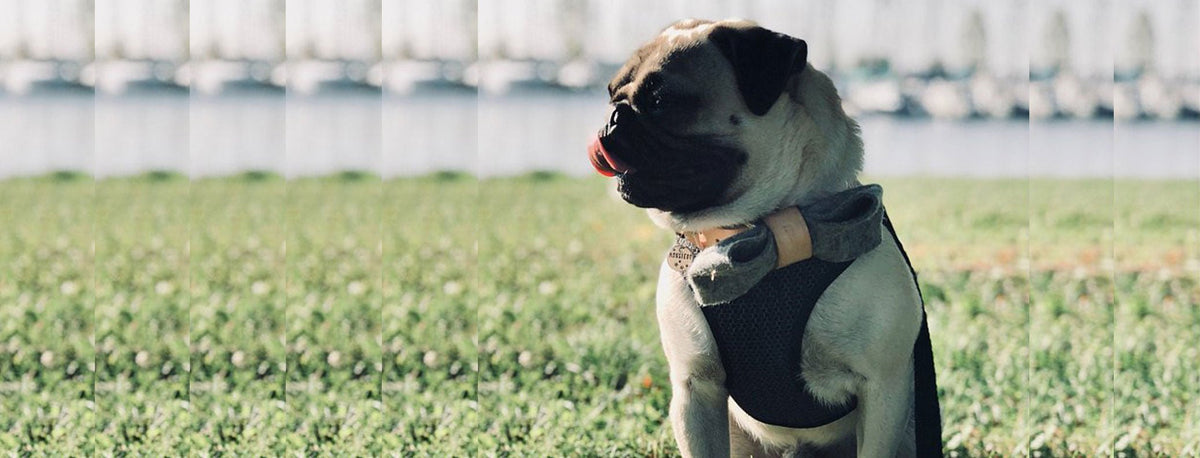 Dog Accessories - Absurd Design