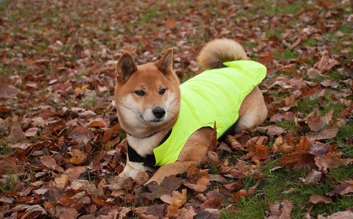 Designer Waterproof Dog Coats - Absurd Design