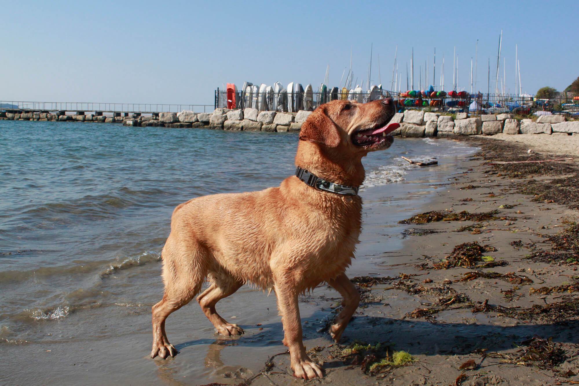 Neoprene Dog Collars - Absurd Design