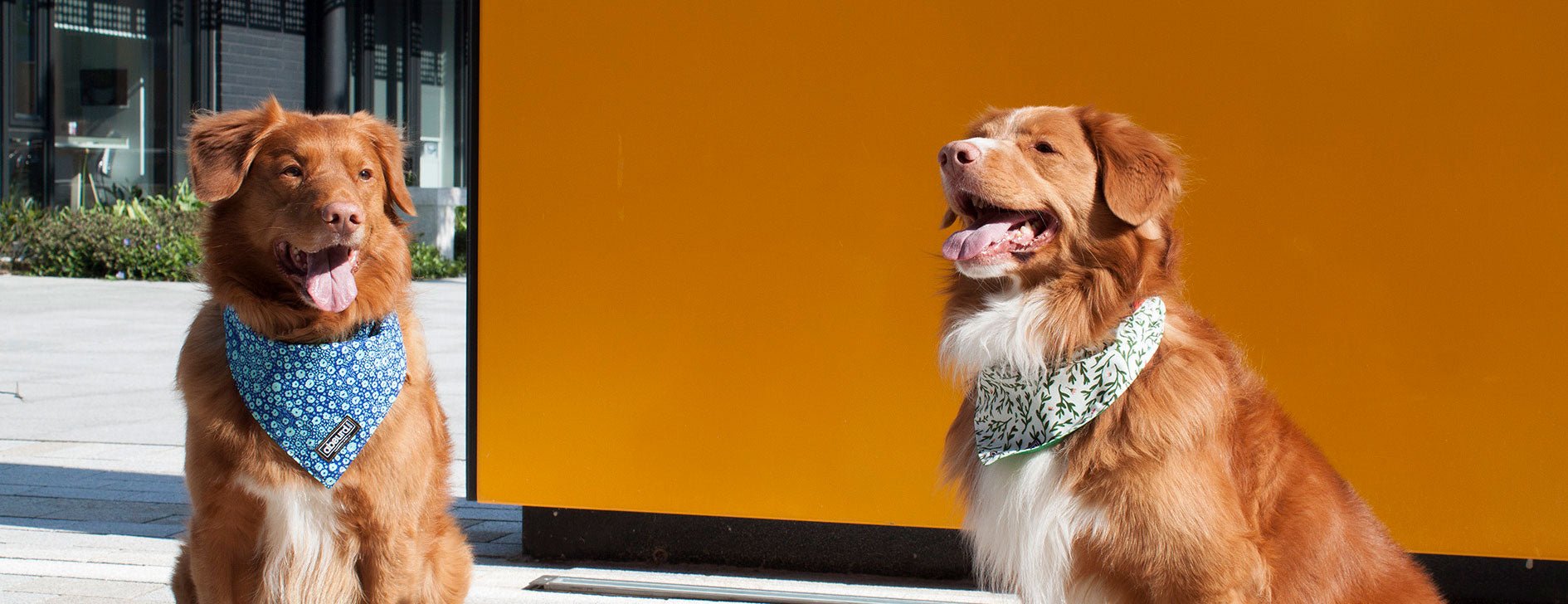 Reversible Fabric Dog Bandanas - Absurd Design