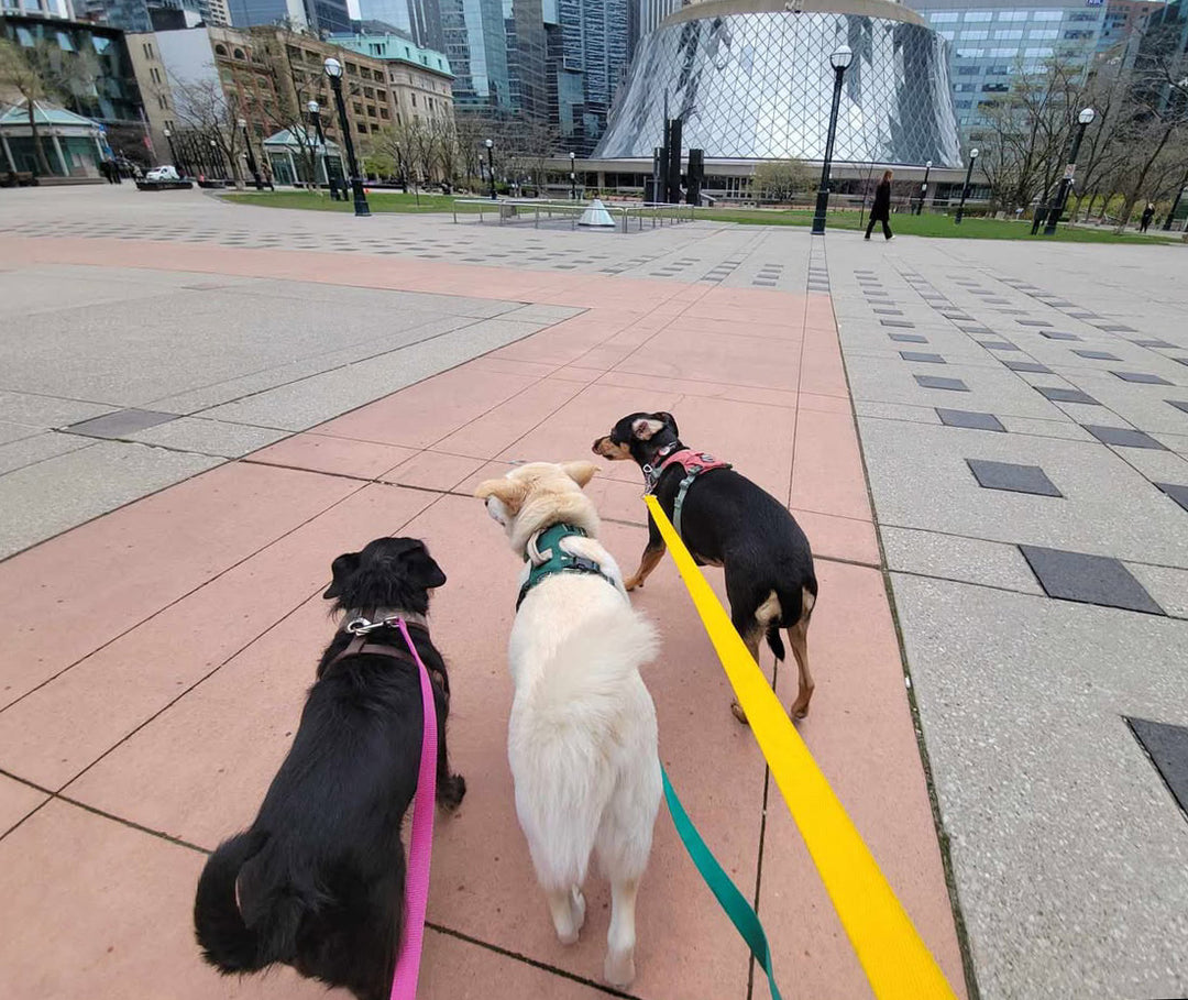 Multiple Dog Walking Lead | 3 in 1