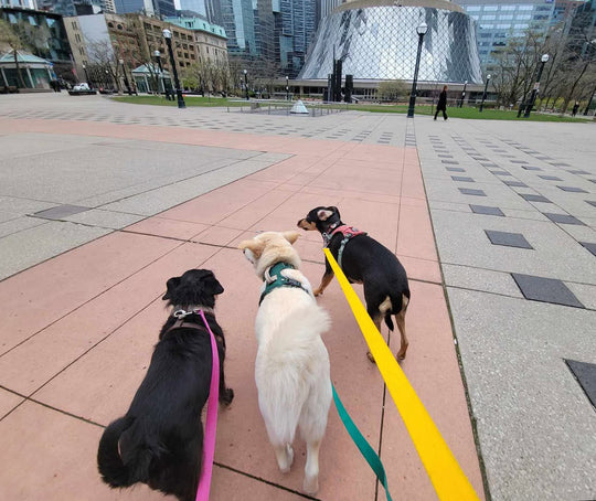 Multiple Dog Walking Lead | 3 in 1