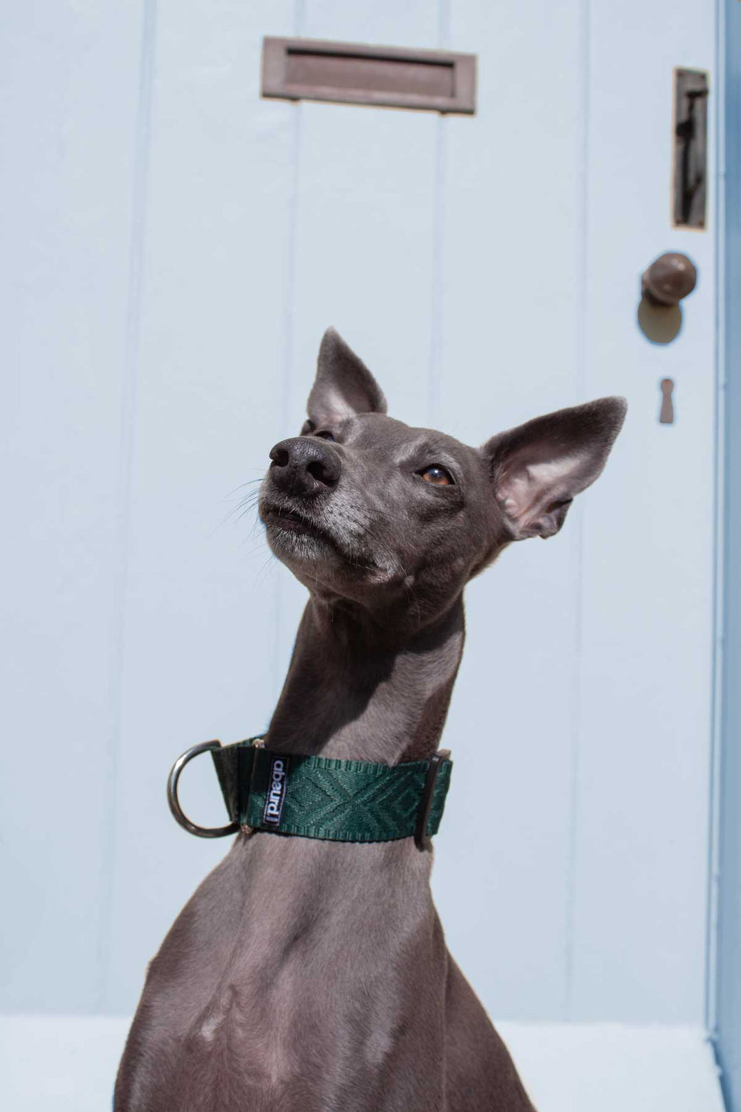 Chic Martingale Dog Collar 1.5" (38mm) | Embossed Patterned Webbing