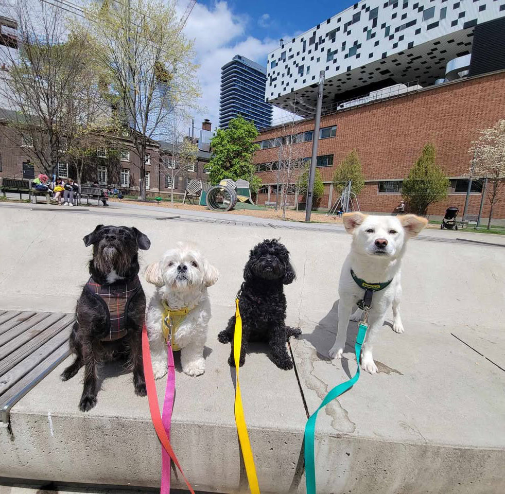 Multiple Dog Walking Lead | 3 in 1