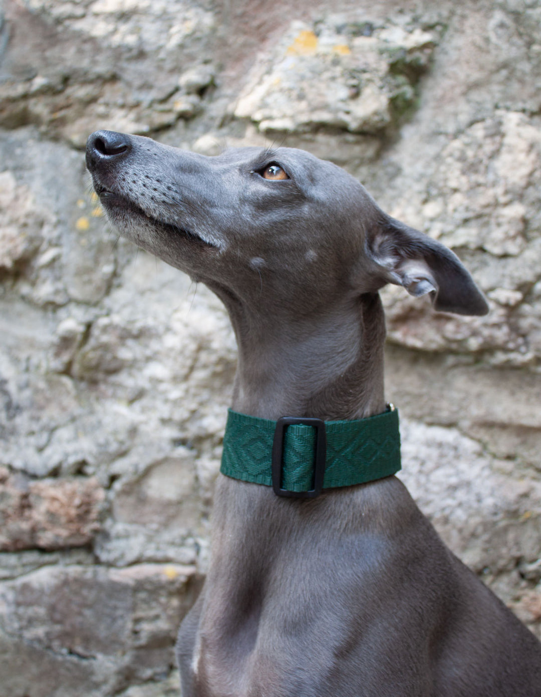 Chic Martingale Dog Collar 1.5" (38mm) | Embossed Patterned Webbing