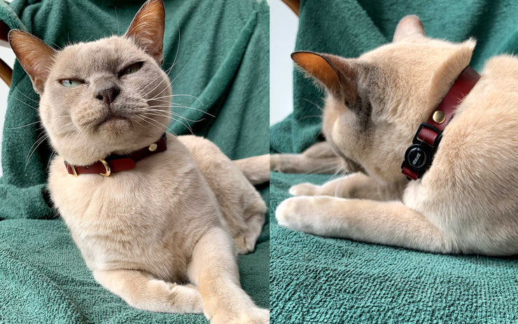 Fancy Leather Cat Collars with Breakaway Buckle