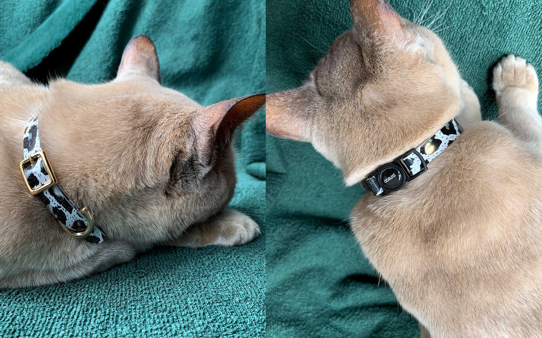 Luxury Leather Cat Collars with Breakaway Buckle