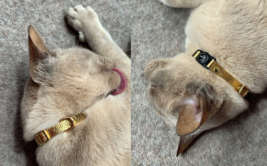 Luxury Leather Cat Collars with Breakaway Buckle