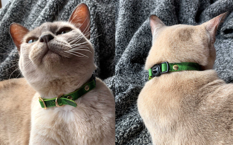 Fancy Leather Cat Collars with Breakaway Buckle