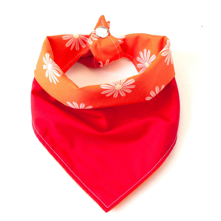 Fun Dog Bandana: HippyDippy