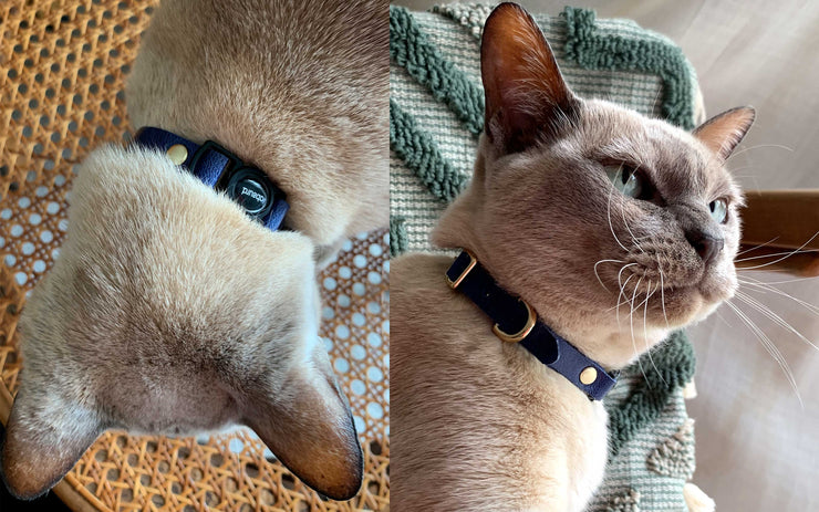 Fancy Leather Cat Collars with Breakaway Buckle