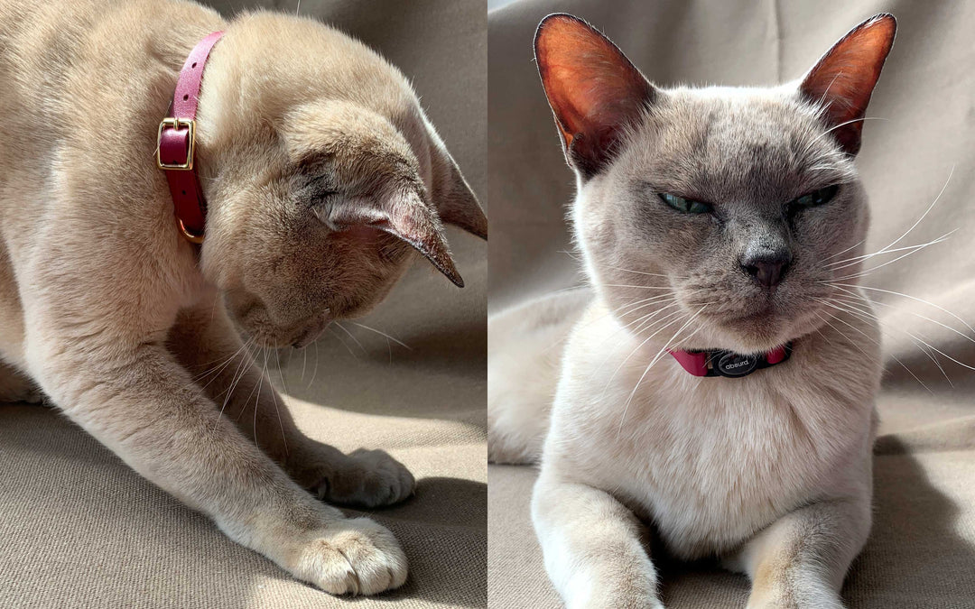 Luxury Leather Cat Collars with Breakaway Buckle