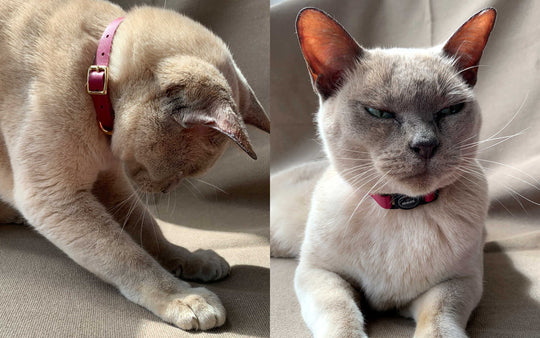 Luxury Leather Cat Collars with Breakaway Buckle