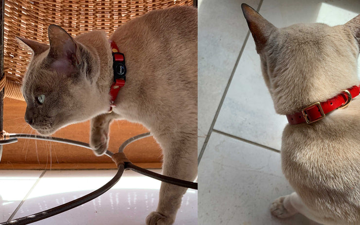 Fancy Leather Cat Collars with Breakaway Buckle