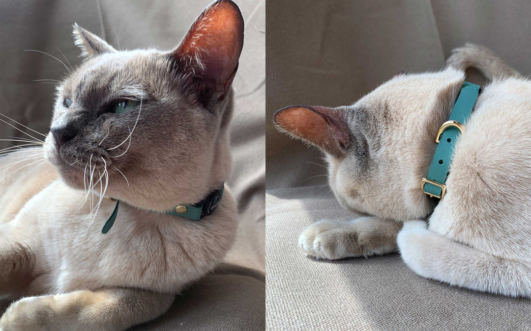 Luxury Leather Cat Collars with Breakaway Buckle