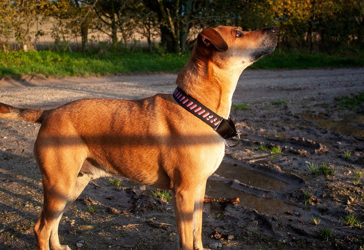 dog wearing a purple and orange martingale collar