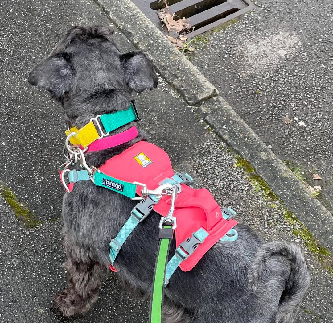 Harness to Dog Collar Safety Clip | Webbing | Available in 2 Widths - Absurd Design