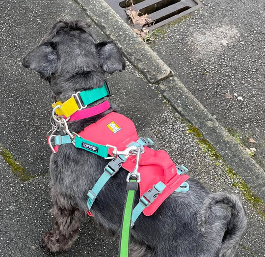 Harness to Dog Collar Safety Clip | Webbing | Available in 2 Widths - Absurd Design