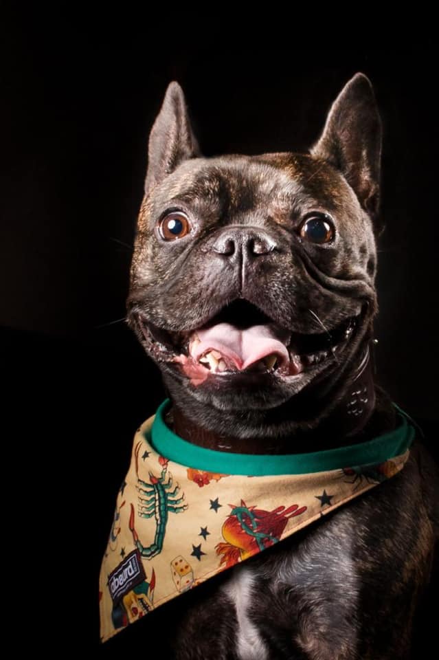Fun Dog Bandana: Inked - Absurd Design