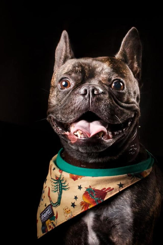 Fun Dog Bandana: Inked - Absurd Design