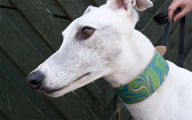 Leather Hound Collar : Nessie - Absurd Design