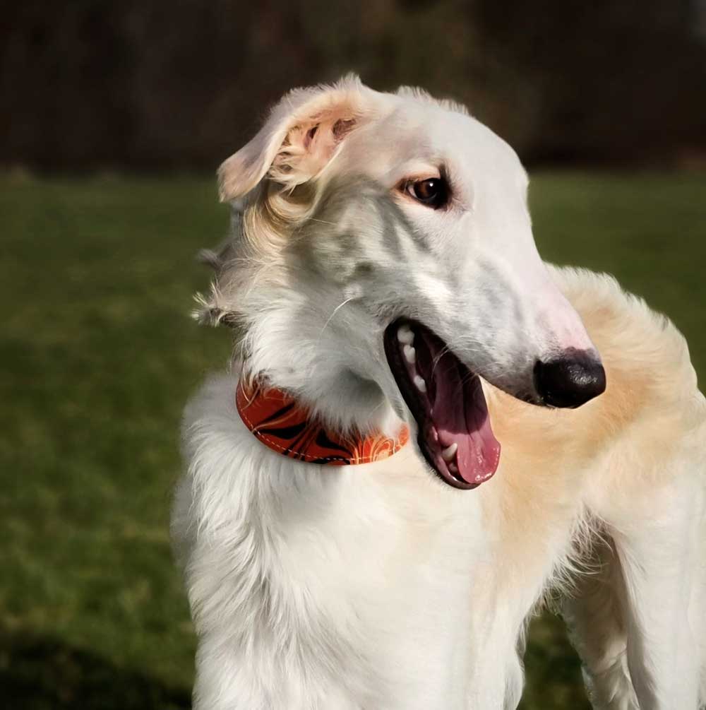 Leather Hound Collar : BloodyMary - Absurd Design
