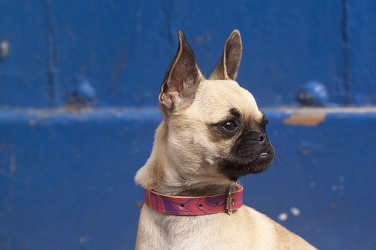 Leather Dog Collar: ToothFairy - Absurd Design