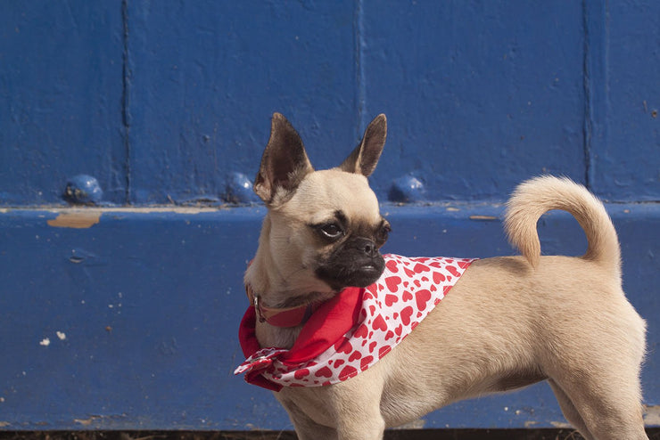 Fun Dog Bandana: Heartbreaker - Absurd Design