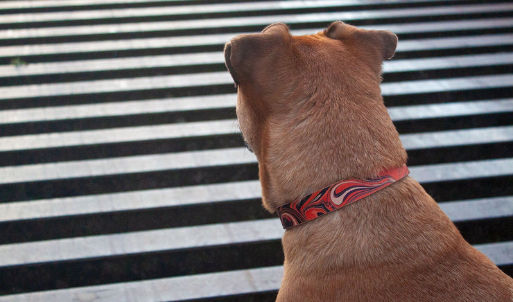 Leather Dog Collar: BloodyMary - Absurd Design