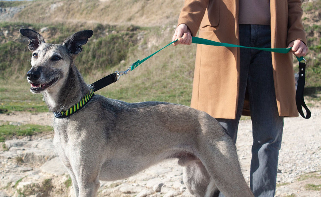 Martingale Dog Collar : 2" Width - Absurd Design