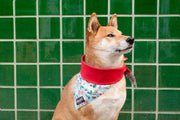 Christmas Dog Bandana: Merry Christmas - Absurd Design