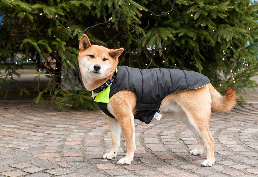 Designer Waterproof Dog Coat: Black/Hi-Vis - Absurd Design