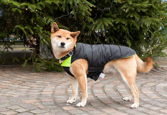 Designer Waterproof Dog Coat: Black/Hi-Vis - Absurd Design
