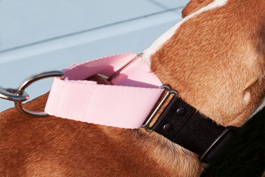 Martingale Collar | Quick Release Buckle | 1.5" Width - Absurd Design